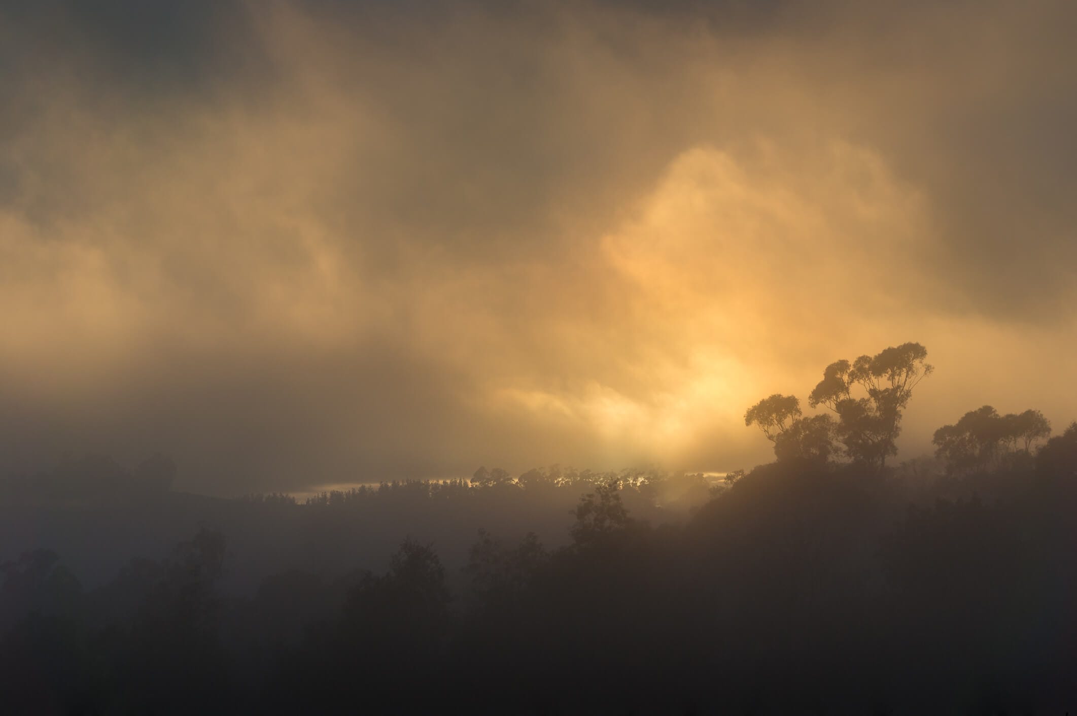 Wildfire smoke over forest